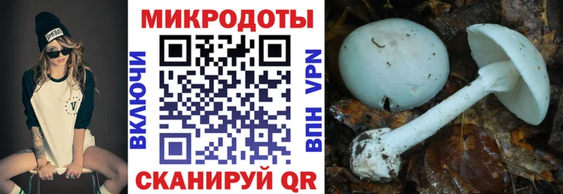 купить   дарк нет официальный сайт  Псилоцибиновые грибы GOLDEN TEACHER  Лесной  МЕГА маркетплейс 
